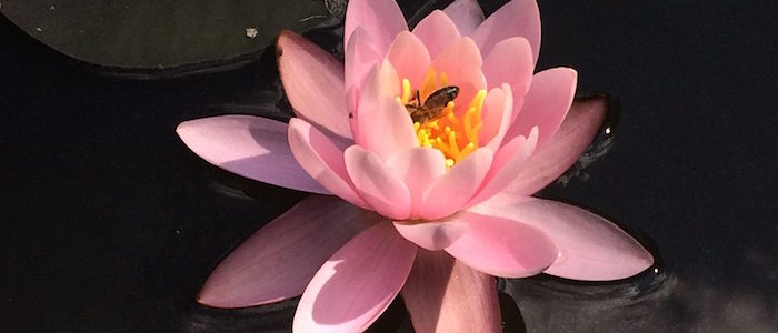 zavod-sopotniki-sopotniku-na-facebooku